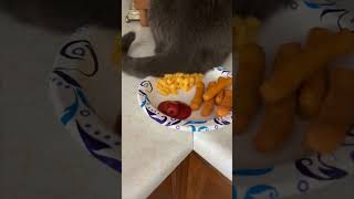 Unbothered Cat Rests Tail Directly in Owner’s Meal