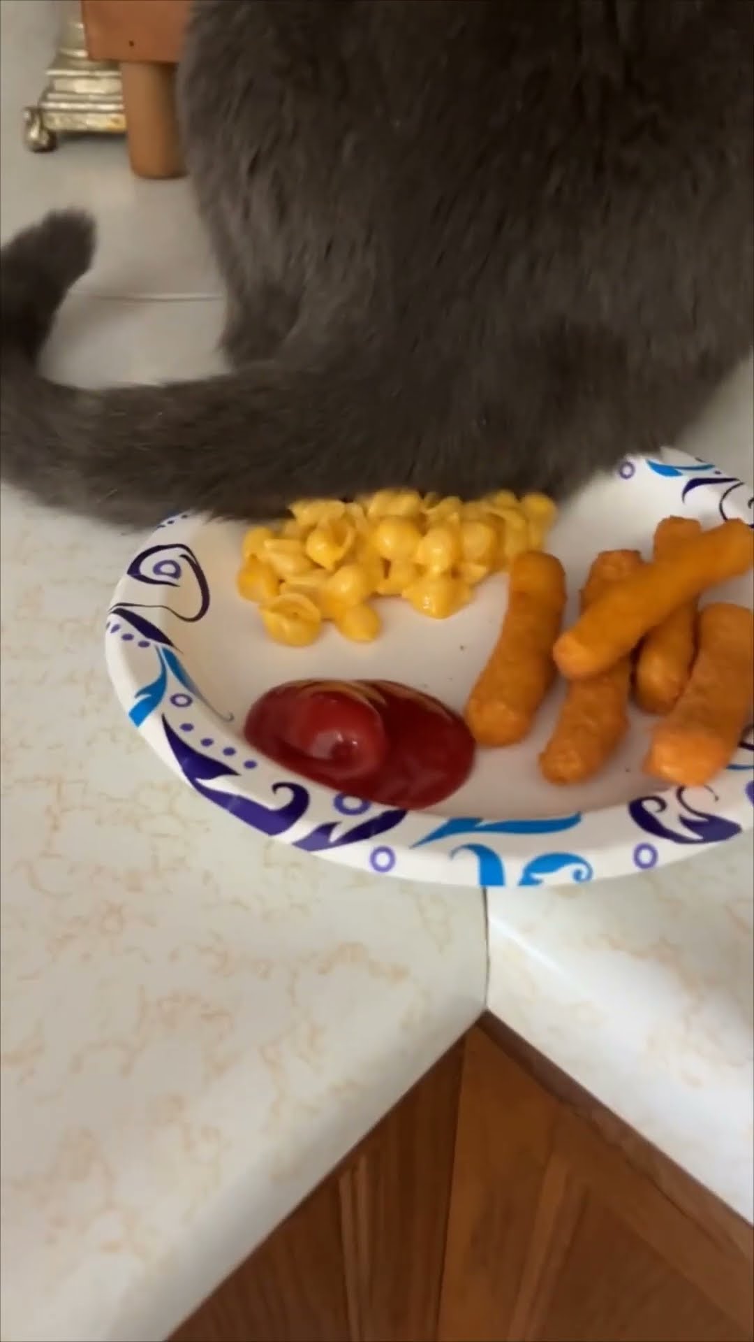 Unbothered Cat Rests Tail Directly in Owner’s Meal