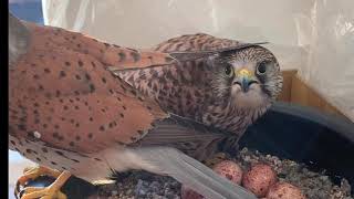 올해도 찾아와 준 황조롱이와 교감하며 소소한 행복을 누리다 Enjoying a little happiness by communing with Kestrel who came back