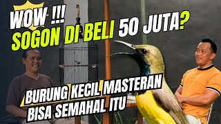 Prio Excellent Kaget Dengar Harga Sogon Ini Saat Ingin Membeli Untuk Masteran