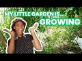 I Started a Mini Garden at Home… And Then This Happened (Part 2)