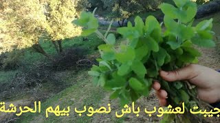 مشيت نجيب الأعشاب من الواد باش نصوب بيهم الحرشة/تحضير الحرشة بالأعشاب