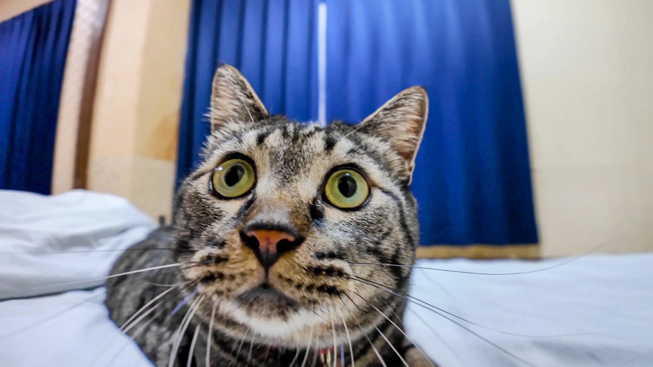 旅館に着いて部屋で寛いでいたら猫が次々に挨拶に来てくれた