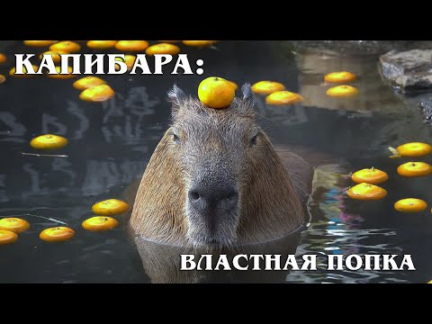 Capybara: The kindest and biggest rodent on the planet | Interesting facts about capybaras