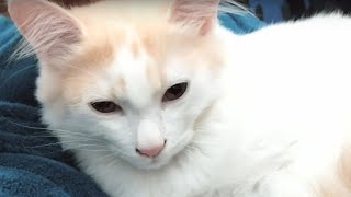 Kitten Angelo Kneading And Massaging For The First Time Ever by Handsome Cats 278 views 2 years ago 3 minutes, 16 seconds