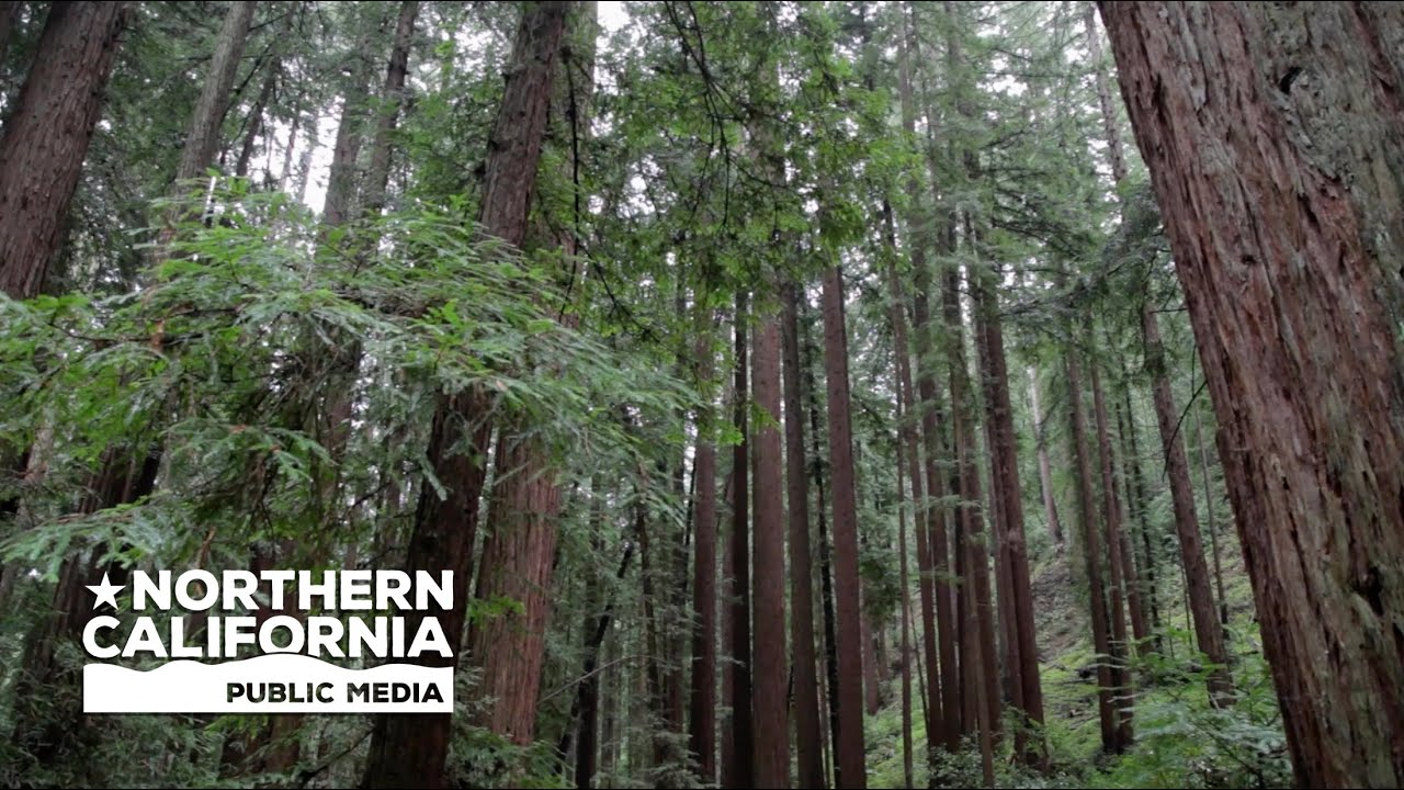 Bay Area Bountiful: Forests - YouTube