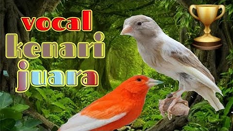 masteran, burung, kenari, jernih, suara jernih, pancingan, masteran semua burung