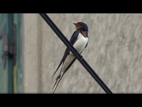 Video: Ptičja Lastavica
