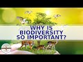 The Vital Role of Biodiversity in Ecosystems