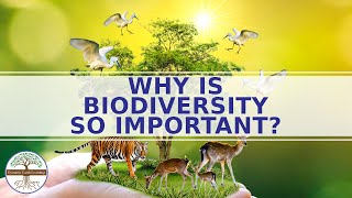Why Is Biodiversity Important To Ecosystems?
