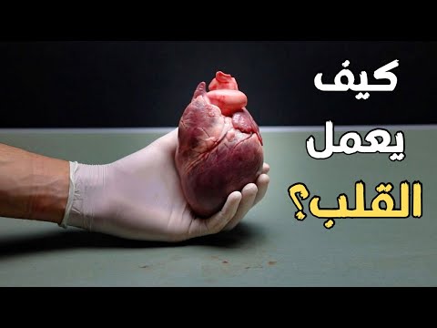 شاهد كيف يعمل القلب وتعرف علي تشريح قلب الإنسان     