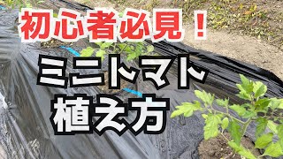 【作業完全版】畑作りから植え付けまで「家庭菜園ミニトマト」