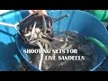 Shooting the nets for live sandeels on the Shambles Bank out of Weymouth UK