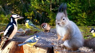 Best for Cats: 10 hours of Red Squirrels and Colorful Birds