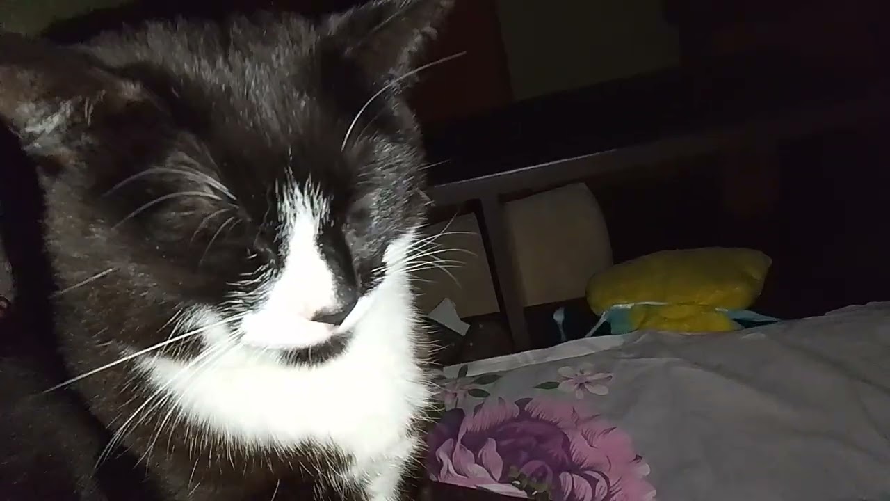 ПОЛУНОЧНИЧАЕМ!!🤷‍♀️ ЖДЁМ СВЕТ!🤦 КАК,ЖЕ, ВСЁ НАДОЕЛО!!🙀🤬