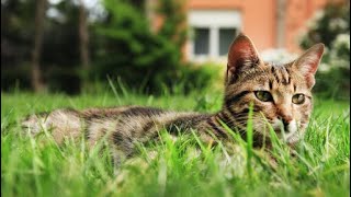 Feeding and caring for street and park stray cats