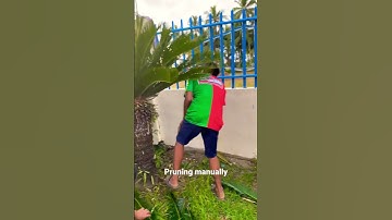 Pruning Palm tree manually