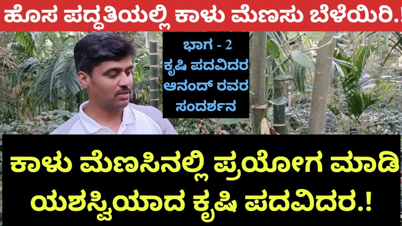 ಹೊಸ ಪದ್ಧತಿಯಲ್ಲಿ ಕಾಳುಮೆಣಸು ಬೆಳೆದು ಯಶಸ್ವಿಯಾದ ಅನುಭವಿ ಕೃಷಿ ಪದವಿಧರ.! ಕಾಳು ಮೆಣಸಿನಲ್ಲಿ ಪ್ರಯೋಗ ಖುಷಿ ಕೊಟ್ಟಿದೆ