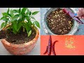 घर पर उगाएँ हरी मिर्च का पौधा।मिर्ची के बीज से हरी मिर्च का पौधा तैयार करने का आसान तरीका।Chilli