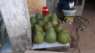 Bưởi ruby cành chiết . Có cả hoa . Hàng nhập thái lan liên tục.  0966662360