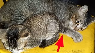 Kucing galau apa yang anda pikirkan by Hewan & peliharaan 153 views 2 months ago 2 minutes, 21 seconds