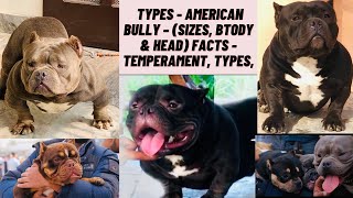 Types  American Bully – (Sizes, Body & Head) Facts  Temperament, Types, Best Companion Dog Breeds