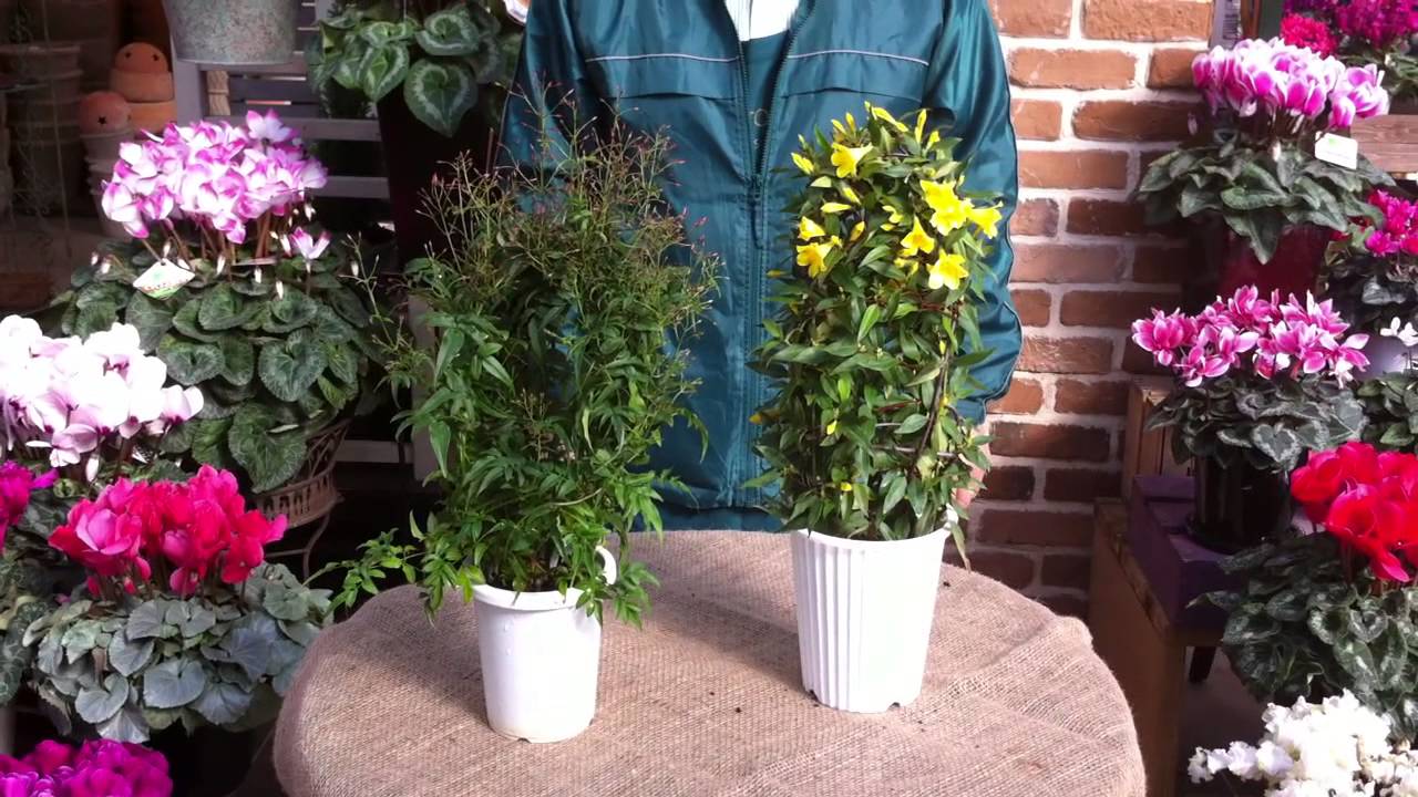 ジャスミンと言われる様々な植物 - YouTube