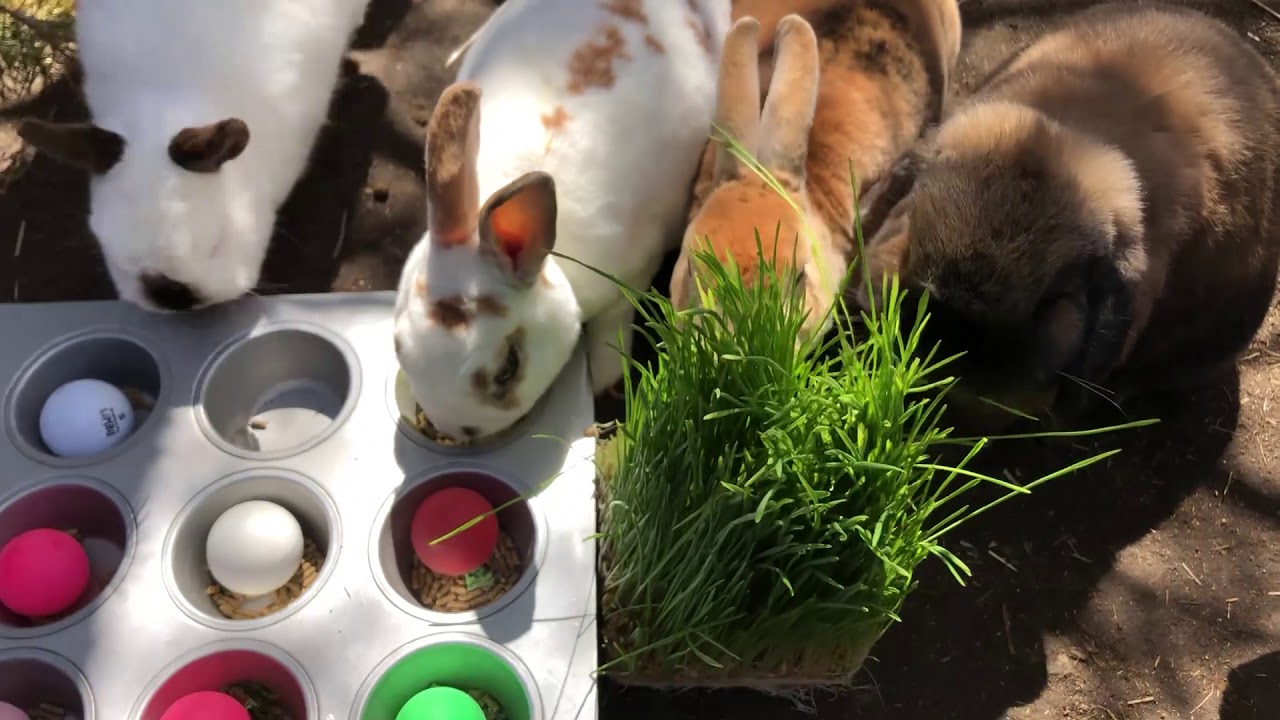Abnormally Normal: CMZooZen with Domestic Rabbits 