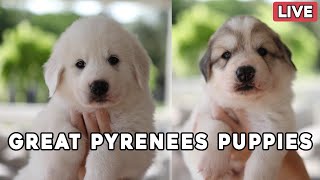 Great Pyrenees Puppy Livestream  Millie's pups are 5 1/2 weeks & Mae's pups are 4 weeks old