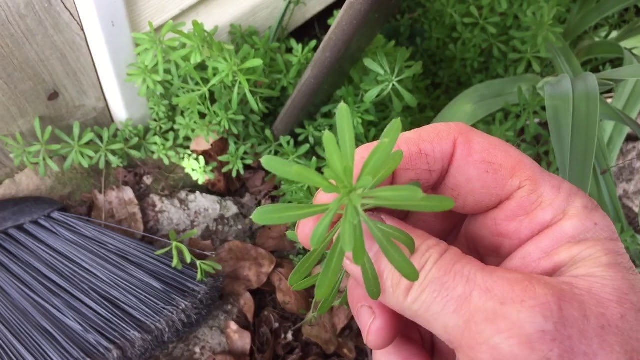 Wild edible cleaver YouTube