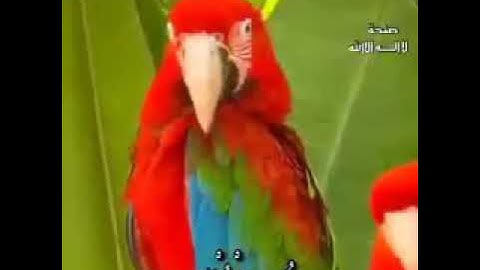 سورة الملك - تبارك - كاملة تلاوة تريح القلب والعقل . القارئ هشام الشامى