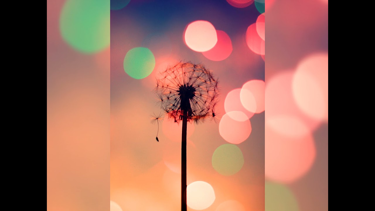 Ver 장금이-하얀민들레 (원곡:진미령) en YouTube Ver 장금이-하얀민들레 (원곡:진미령) en YouTube