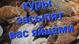 куры завалят вас яйцами