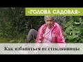 Голова садовая - Как избавиться от стеклянницы