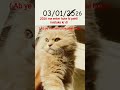 first mistake #memes #aesthetic #catmemes #tweetreels