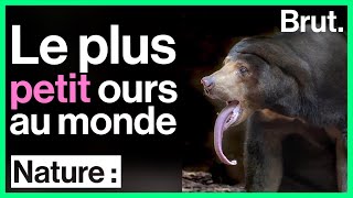 Le plus petit ours au monde