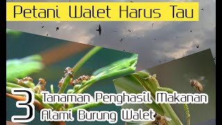 3 Tanaman Penghasil Pakan Alami Burung Walet