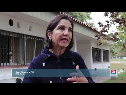 Carne de Conejo: Una alternativa saludable