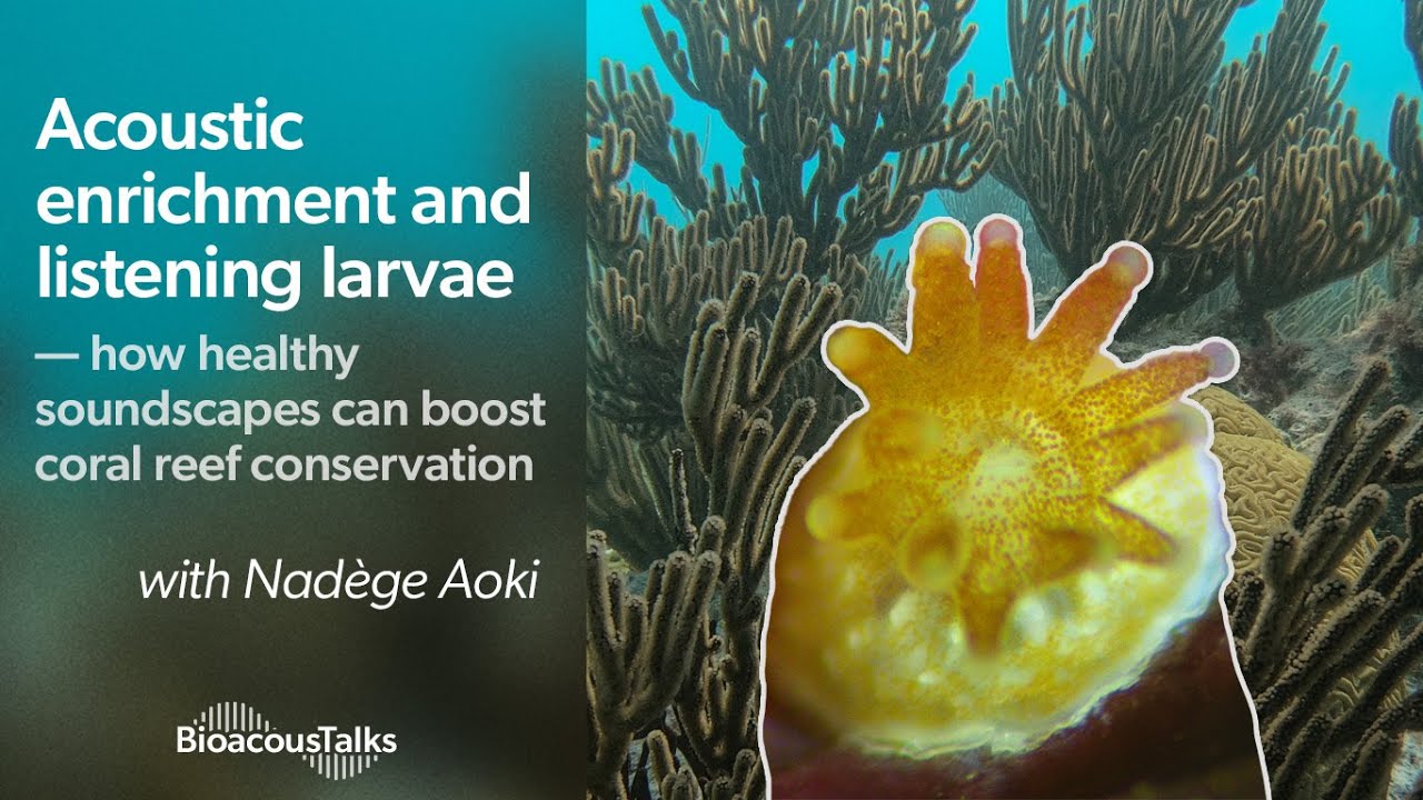 BioacousTalks: Acoustic enrichment and listening larvae with Nadège Aoki