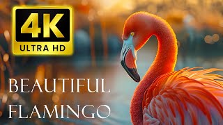 นกฟลามิงโกที่สง่างาม - วิดีโอ 4K UHD 60FPS - คอลเลกชันนกฟลามิงโกพร้อมดนตรีผ่อนคลาย