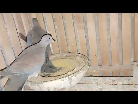 طريقه تربيه اليمام البري وتفريخه في الاسر