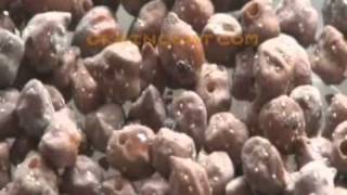 Pulse Beetle Damage In Gram