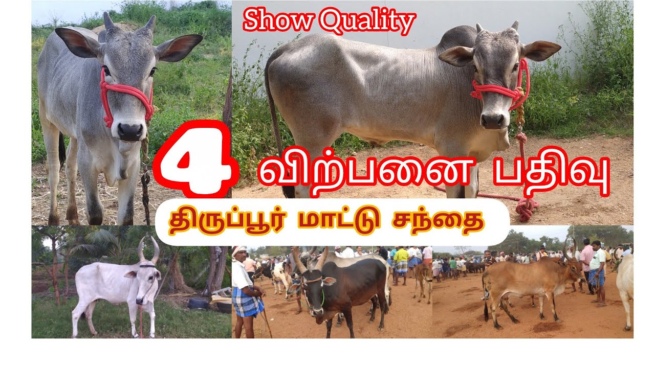 4 விற்பனை 🔥பதிவு மற்றும் 💞திருப்பூர் சந்தை நிலவரம்🏆show🏆 Quality காங்கேயம் காளை கன்று விற்பனைக்கு 🔥