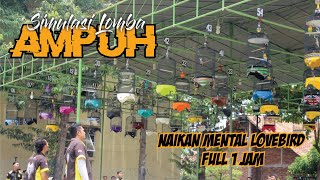 Terbukti Ampuh‼️Simulasi Lomba LOVEBIRD Terbaru • Naikan Mental Lovebird Gacoan Anda • Full 1 Jam