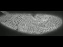 Drosophila gastrulation