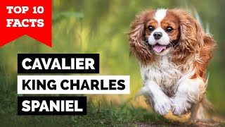 Cavalier King Charles Spaniel  Top 10 Facts