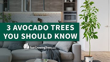 3 Avocado Trees You Should Know - Hass, Cold Hardy, & Condo™ | FastGrowingTrees.com