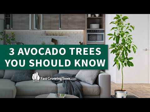 Video: Šalčiui atsparūs avokadų medžiai – dažni šalčiui atsparių avokadų medžių tipai