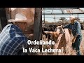 A ordeñar la Vaca lechera - Día de Campo - Cap. 1