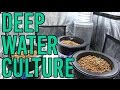 How To Setup a Hydroponic DWC Deep Water Culture System